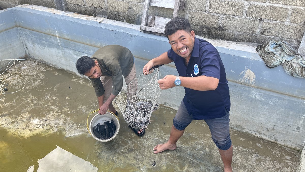 Sortir Panen Lele Berkualitas