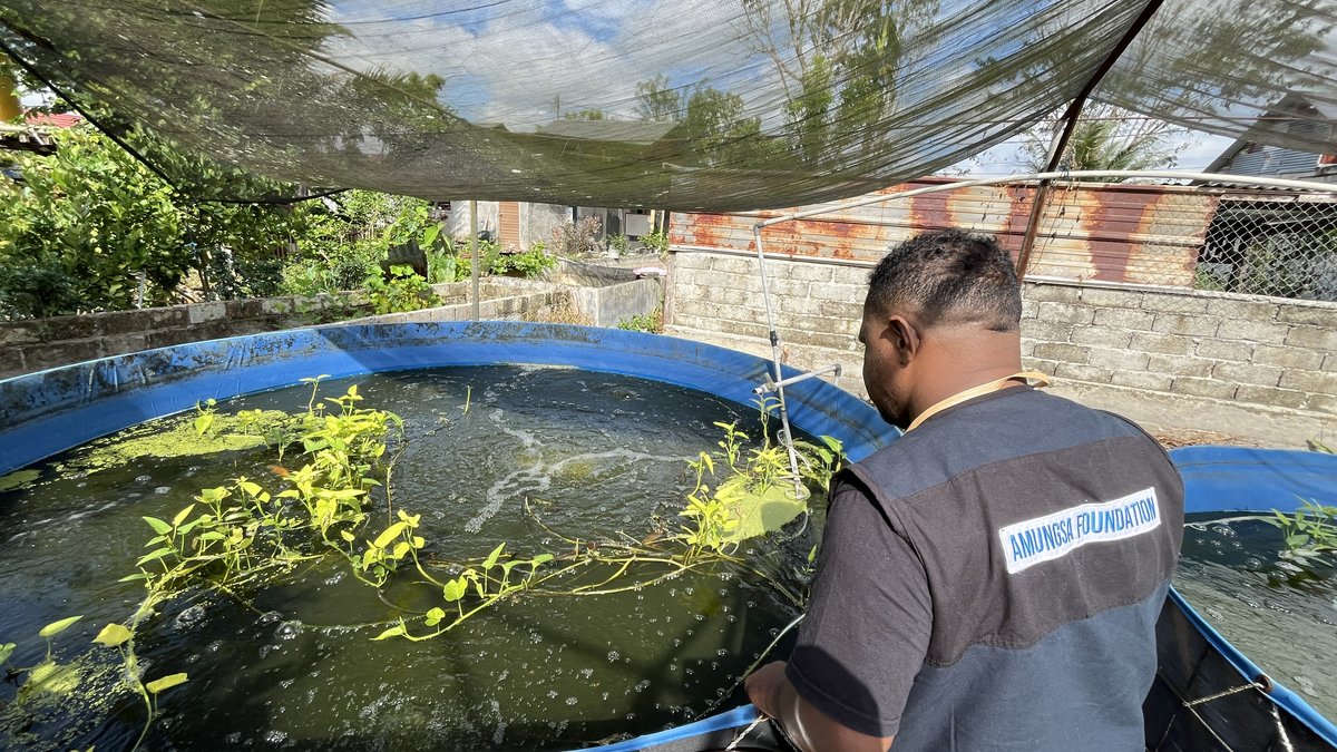 Ikan Segar Kolam